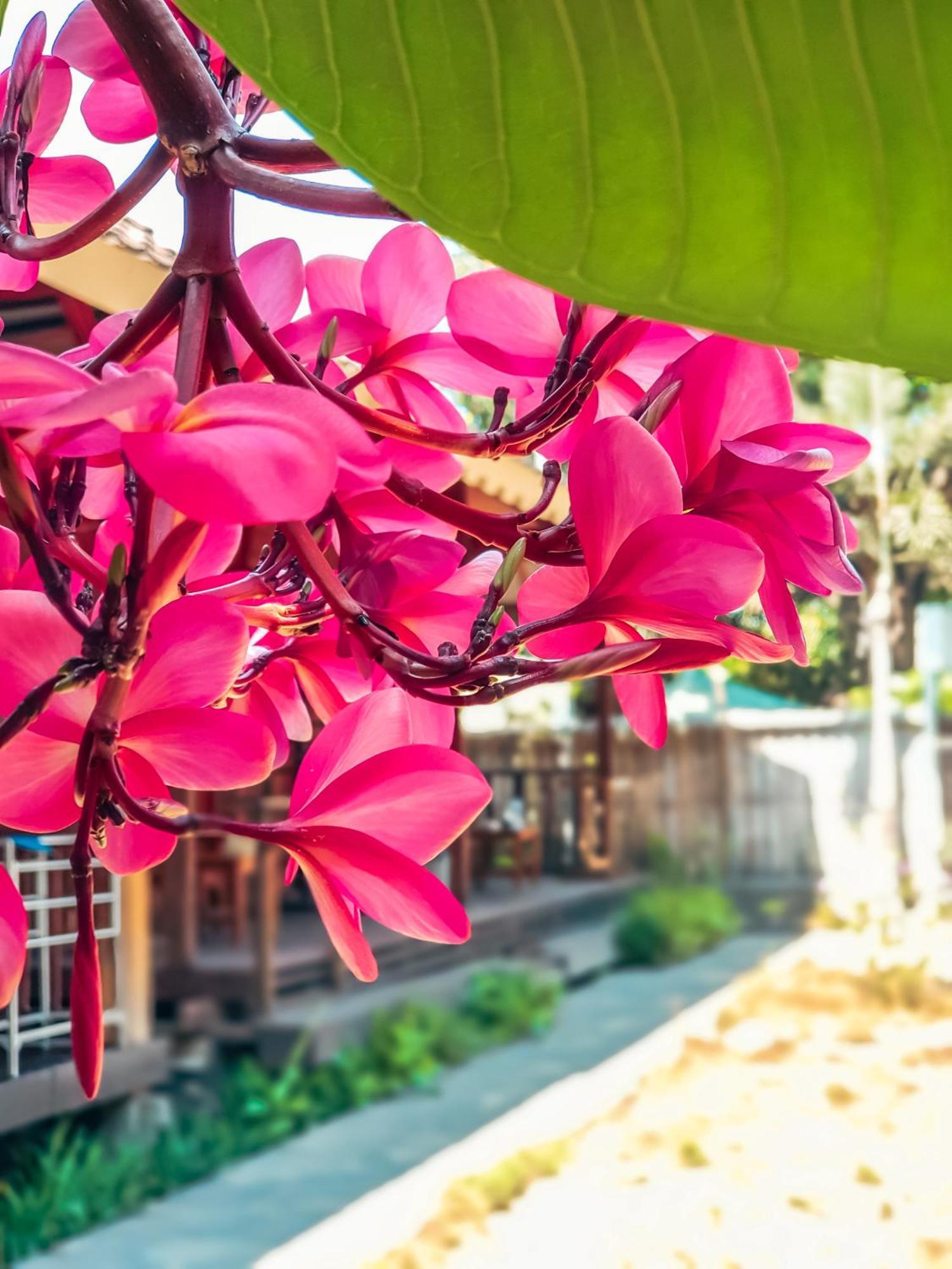Leaf Coco Bungalow Gili Air Eksteriør bilde